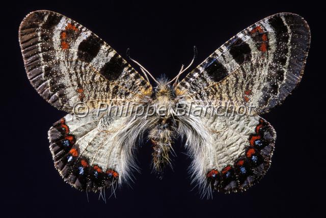archon apollinus 2.JPG - Archon apollinus (femelle)False ApolloLepidoptera, PapilionidaeSyrie